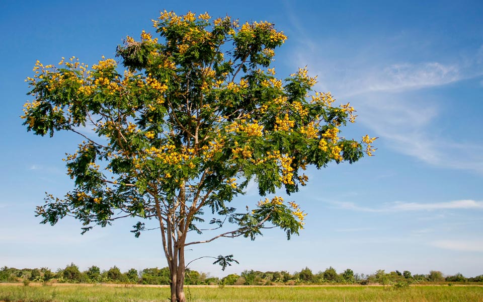 10 Types of Trees Runners Can See Along Singapore Roads