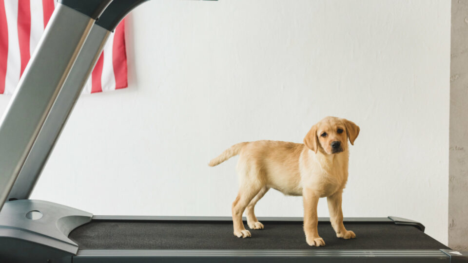 Best Foldable Treadmills