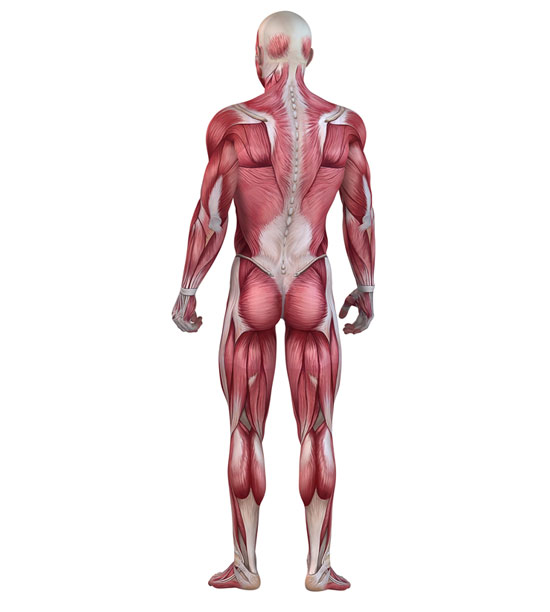 Posterior Chain Posterior Chain